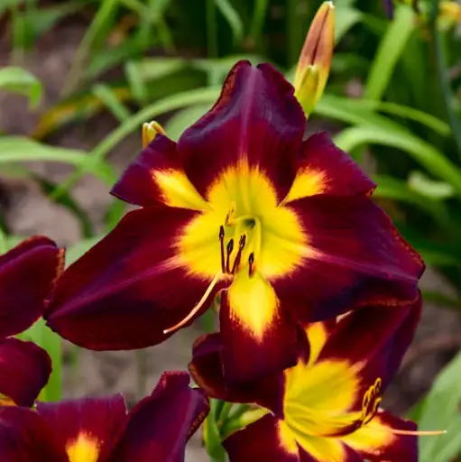 [7585601] Daylily Persian Ruby