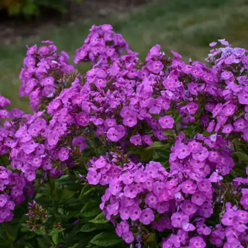 [7587601] Phlox Garden Cover Girl