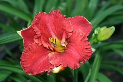 [7590601] Daylily Kokomo Aruba Red