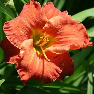 [7591601] Daylily Kokomo Caribbean Coral