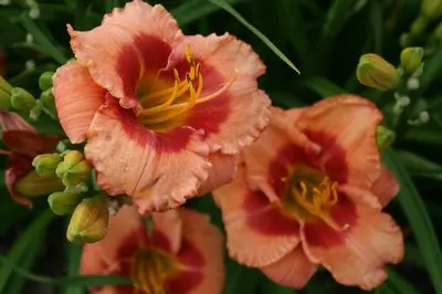 [7592601] Daylily Kokomo Bahama Pink Sky