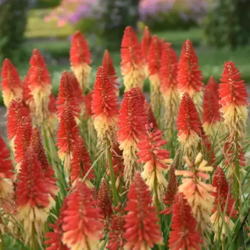[7593601] Red Hot Poker Rocket's Red Glare