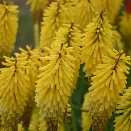 [7595601] Red Hot Poker Gold Rush