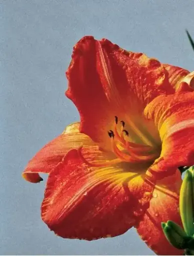 [7599101] Daylily Sirocco