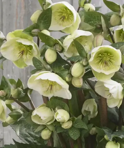 [7600601] Hellebore Frostkiss Moondance