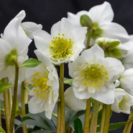 [7601601] Hellebore Snowbells