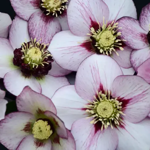 [7602601] Hellebore French Kiss