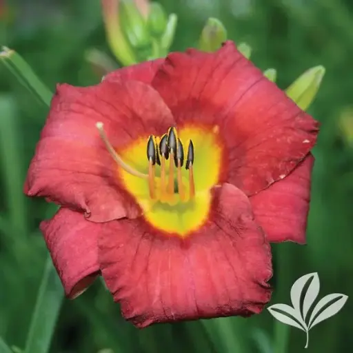 [7603601] Daylily Kokomo Jamaica Sunrise