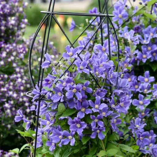 [7604601] Clematis Rain Dance