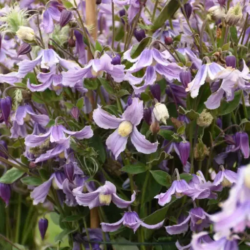 [7605601] Clematis Stand by Me Lavender