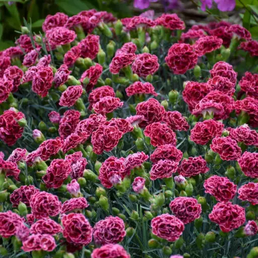 [7607601] Dianthus Cherry Vanilla