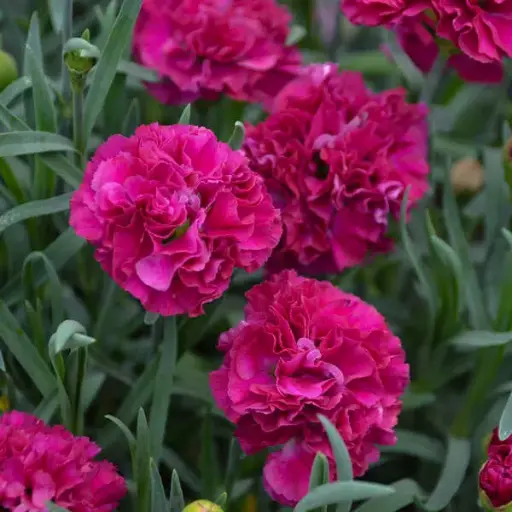 [7608601] Dianthus Funky Fuchsia