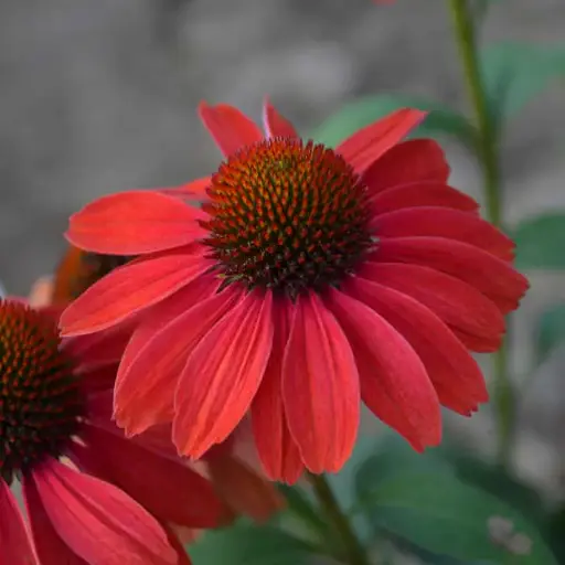 [7609601] Coneflower Frankly Scarlet