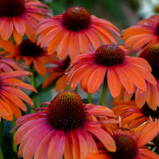 [7611601] Coneflower Orange You Awesome
