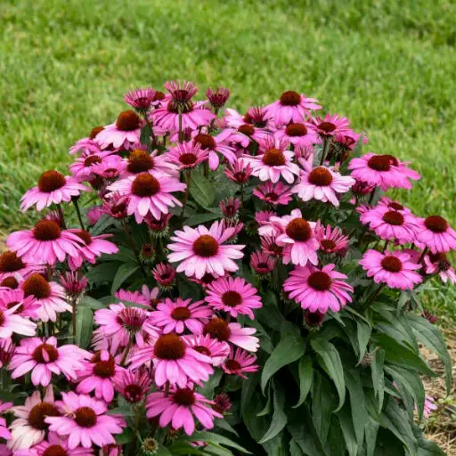 [7612601] Coneflower The Fuchsia is Bright
