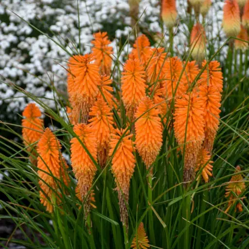[7614601] Red Hot Poker Orange Blaze