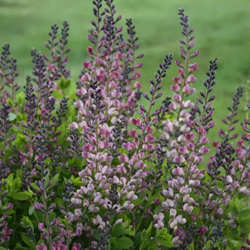 False Indigo Pink Truffles