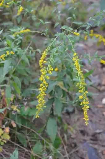 [7616601] Goldenrod Elm Leaved - Native