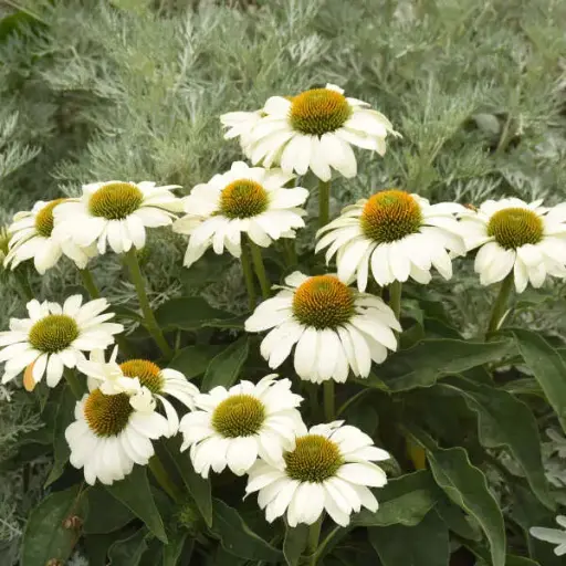 [7618601] Coneflower The Price is White