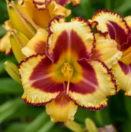 [7619601] Daylily Blazing Glory
