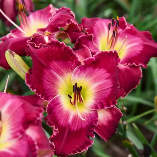 [7620601] Daylily Blood Sweat and Tears