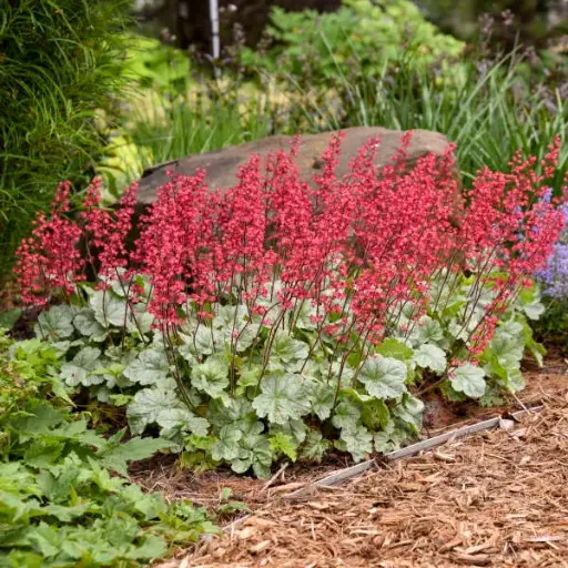 [7621601] Coral Bells Spearmint