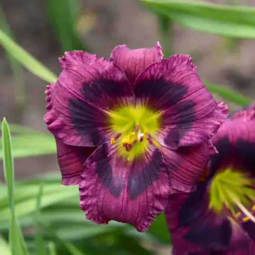 [7623601] Daylily Kansas Kitten