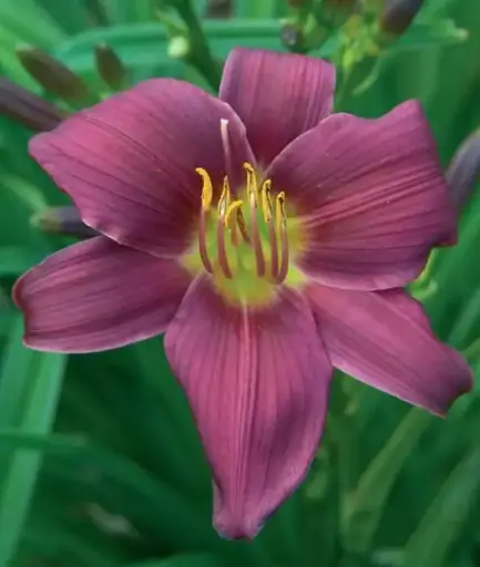 [7628601] Daylily Stella in Purple