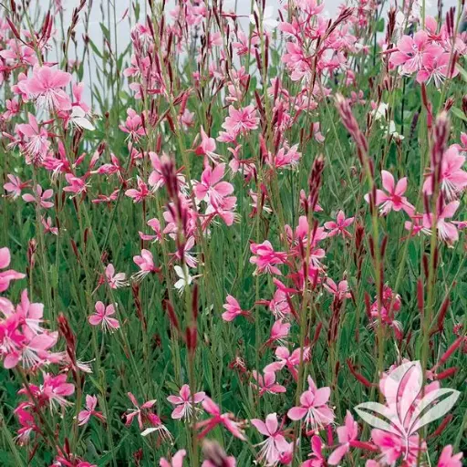 [7632601] Gaura Siskiyou Pink