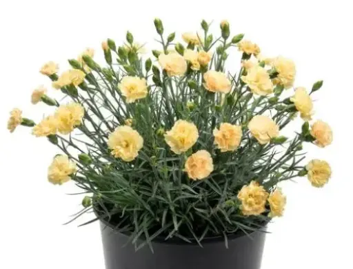 [7642601] Dianthus Hello Yellow
