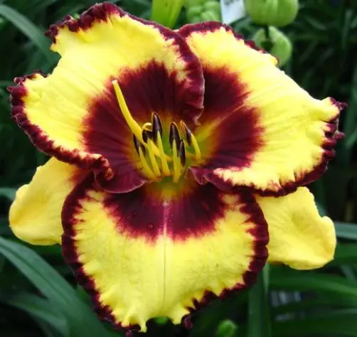 [7645601] Daylily Calico Jack