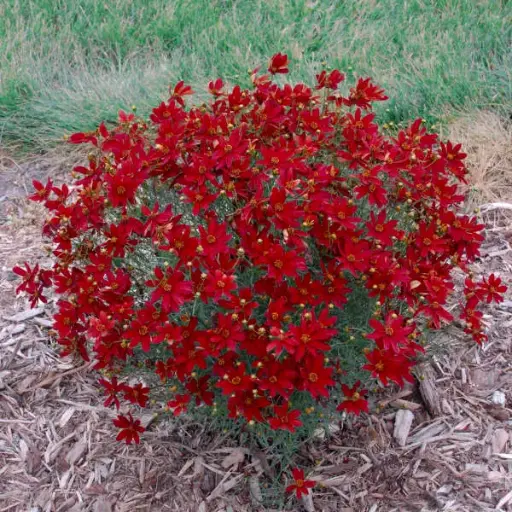 [7647601] Coreopsis Hot Paprika