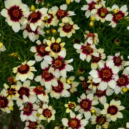 [7649601] Coreopsis Red Hot Vanilla