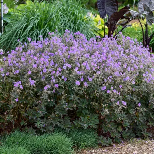 [7651601] Hardy Geranium Boom Chocolatta