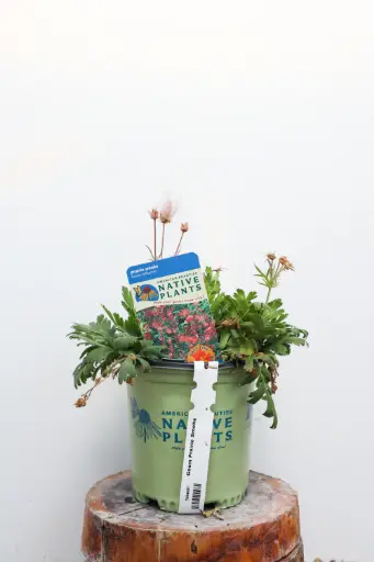 [7654601] Geum Prairie Smoke