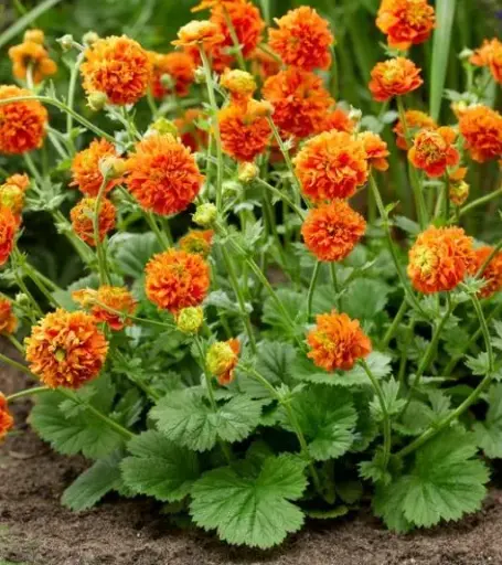 [7656601] Geum Pumpkin Orange