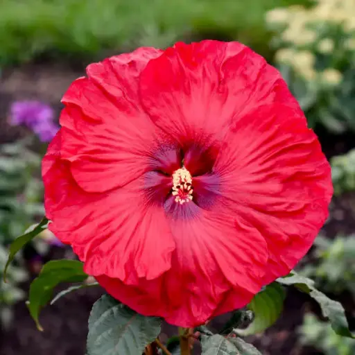 Hibiscus Valentine's Crush