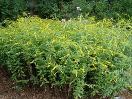 Goldenrod Fireworks