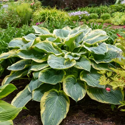 [7669601] Hosta Gigantosaurus