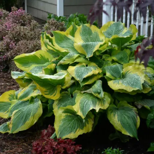 [7671601] Hosta Seducer