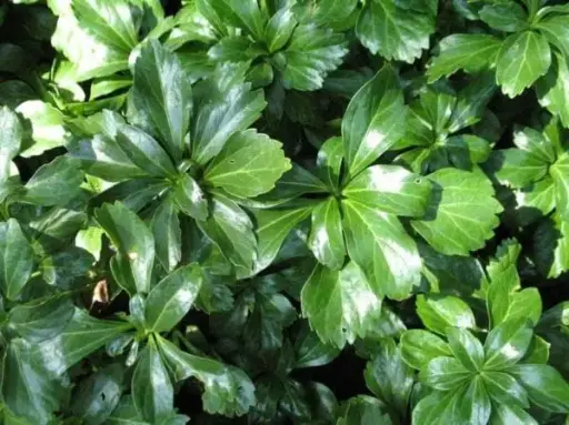 [7673601] Pachysandra Green Sheen