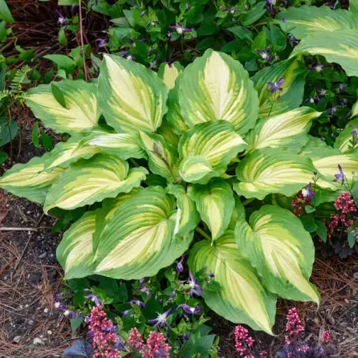 [7674601] Hosta Love Story