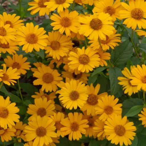 [7682601] False Sunflower Tuscan Sun