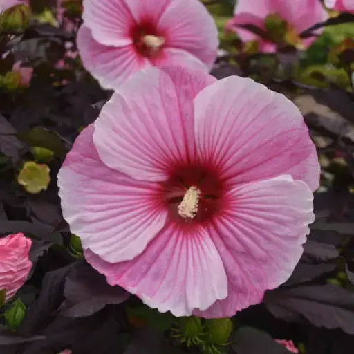 [7692601] Hibiscus Starry Starry Night