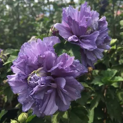 Rose of Sharon Blueberry Smoothie