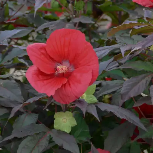 [7704602] Hibiscus Midnight Marvel