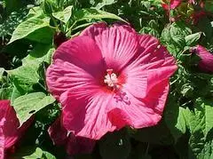Hibiscus Disco Belle Rosy Red