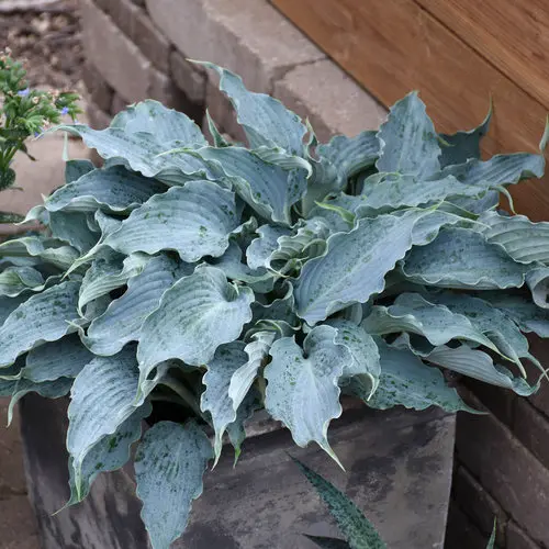 [7713601] Hosta Waterslide