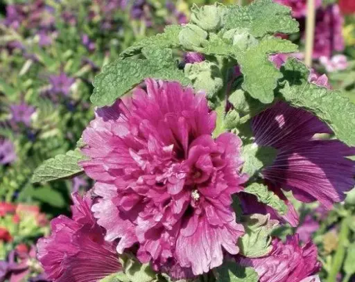 [7714101] Hollyhock Queeny Purple