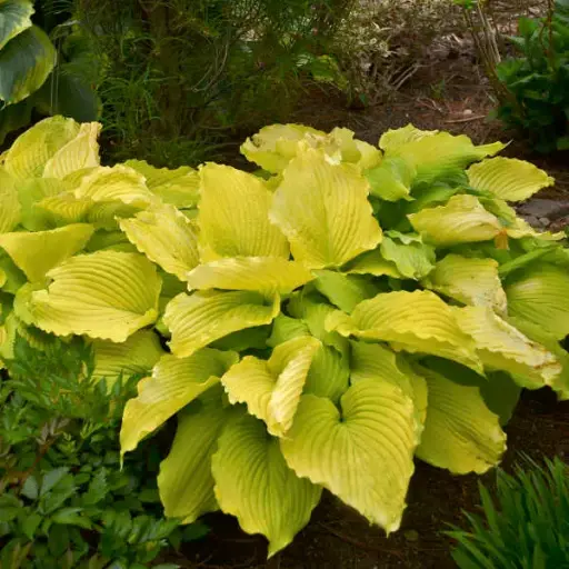 [7717601] Hosta Coast to Coast
